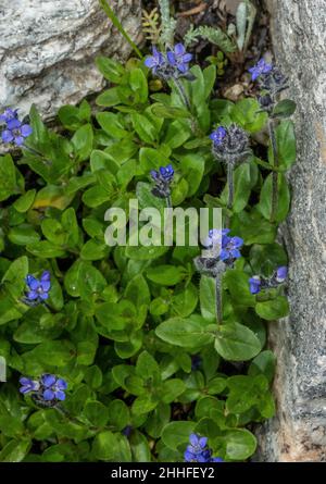 Alpine Speedwell, Veronica alpina, in flower in the Swiss Alps. Stock Photo