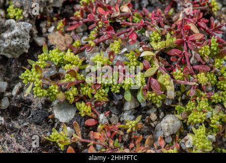 Smooth rupturewort, Herniaria glabra in flower in the Alps. Stock Photo