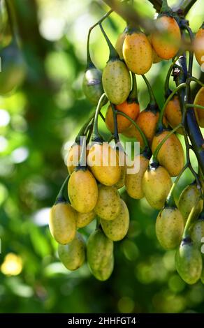 Orange, yellow and green fruits of the Australian native shrub, the Kangaroo Apple, Solanum laciniatum, family Solanaceae. Also called the Bush Tomato Stock Photo