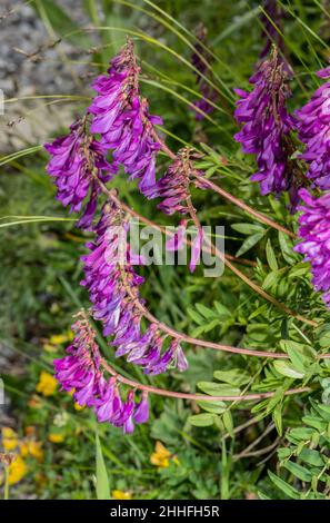 Alpine sainfoin, Hedysarum hedysaroides in flower in the Swiss Alps. Stock Photo