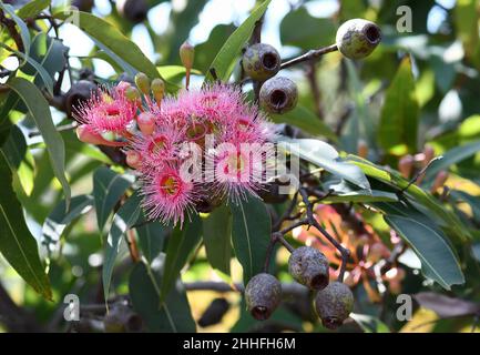 Pink blossoms and large gum nuts of the Australian native flowering gum tree Corymbia ficifolia, Family Myrtaceae. Summer flowering Stock Photo