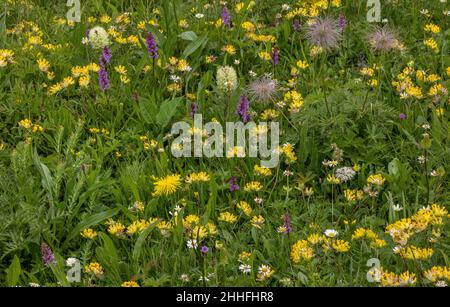 Alpine grassland with kidney vetch, Anthyllis vulneraria ssp alpestris, Yellow Bellflower, Fragrant Orchid, Gymnadenia conopsea etc in the Swiss Alps. Stock Photo