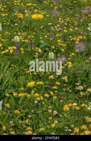 Alpine grassland with kidney vetch, Anthyllis vulneraria ssp alpestris, Yellow Bellflower, Fragrant Orchid, Gymnadenia conopsea etc in the Swiss Alps. Stock Photo