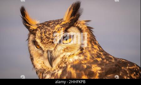 Eurasian Eagle Owl in low golden morning sunlight preparing to catch prey Stock Photo
