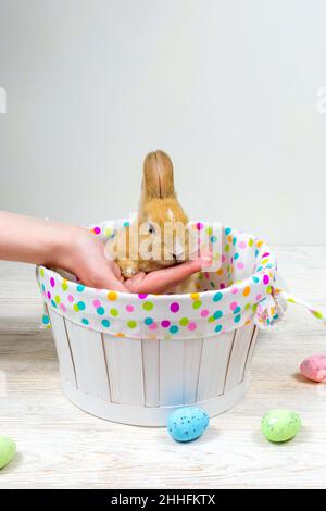 A fluffy rabbit in a basket is supported by a woman's hand and on a white table are multi-colored Easter eggs. Easter concept Stock Photo