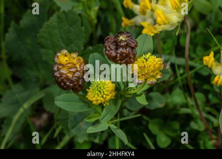 Brown Trefoil, Trifolium badium, in flower in the Alps. Stock Photo