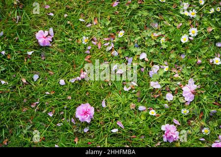 A wild Spring meadow with cherry blossoms and daisies. Stock Photo