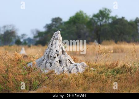 Termite mound, hill standing in grassland. Okavango Delta, Botswana, Africa Stock Photo