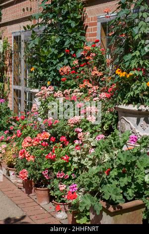 Geraniums displayed in containers East Ruston Old Vicarage Gardens, Norfolk,UK Stock Photo