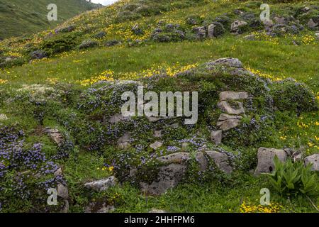 Alpine Kidney Vetch, Anthyllis vulneraria ssp alpestris and Matted Globularia in flower in alpine grassland, Bernese Oberland, Swiss Alps. Stock Photo