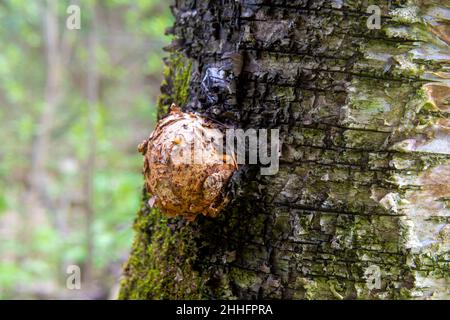tree disease in the form of a growth on the surface of the trunk - suvel on a birch, selective focus Stock Photo