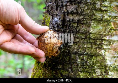 tree disease in the form of a growth on the surface of the trunk - a suvel on a birch that is checked by a male hand, selective focus Stock Photo