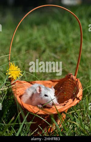 Pet rat dumbo sits in a wicker basket on the grass in the park on a sunny summer day. Portrait of a white pet rat outdoors. Stock Photo