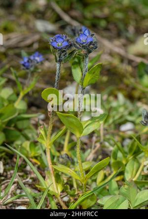 Alpine Speedwell, Veronica alpina, in flower in high alpine grassland, Swiss Alps. Stock Photo