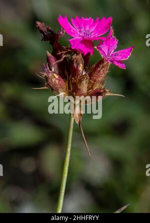 Carthusian Pink, Dianthus carthusianorum, in flower in grassland. Stock Photo