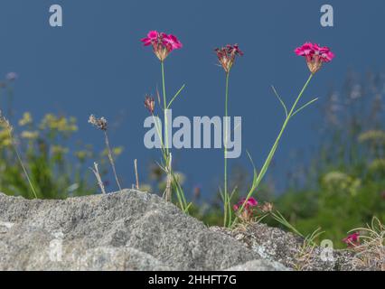 Carthusian Pink, Dianthus carthusianorum, in flower in grassland. Stock Photo