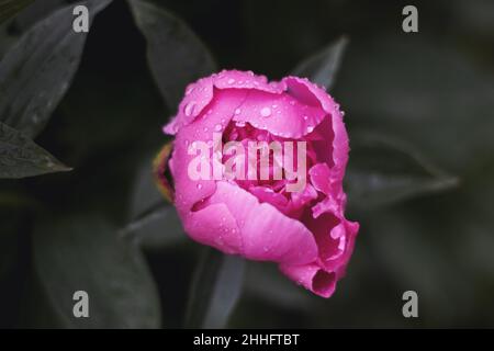 closed flower bud in dew drops Stock Photo