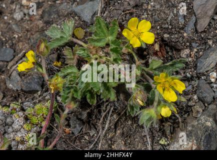 Dwarf alpine cinquefoil, Potentilla frigida, in flower on acid rock at 3000m, Swiss Alps. Stock Photo