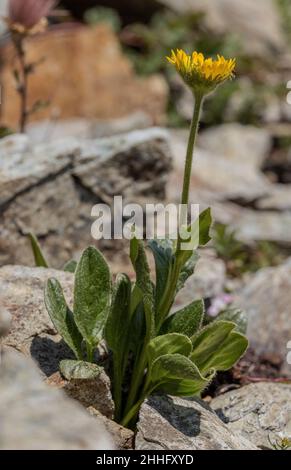 Tufted Leopard's-bane, Doronicum clusii, in flower on acid rocks at 3000m, Swiss Alps. Stock Photo