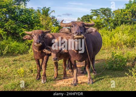 Water Buffalo in a Rice Field Thailand Southeast Asia Stock Photo