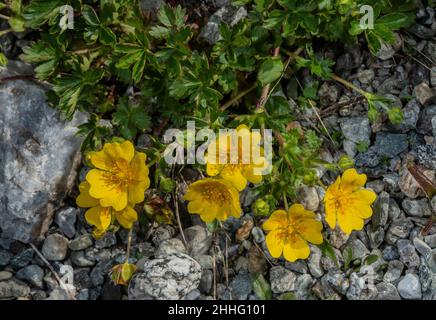 Alpine cinquefoil, Potentilla crantzii, in flower. Stock Photo