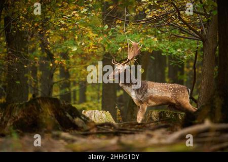 Deer during rutting time. Beautiful forest animal. Fallow deer walking in forest. Dama European fallow deer brown color wild ruminant mammal on pastur Stock Photo