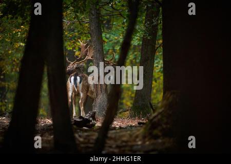 Deer during rutting time. Beautiful forest animal. Fallow deer walking in forest. Dama European fallow deer brown color wild ruminant mammal on pastur Stock Photo