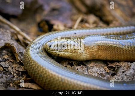 A snake basking in the sun. A closeup of the slow worm. A selective focus shot of slow worms on the ground. Wildlife scene from nature.  Animal in the Stock Photo
