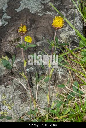 Brown Trefoil, Trifolium badium, in flower in the Swiss Alps. Stock Photo