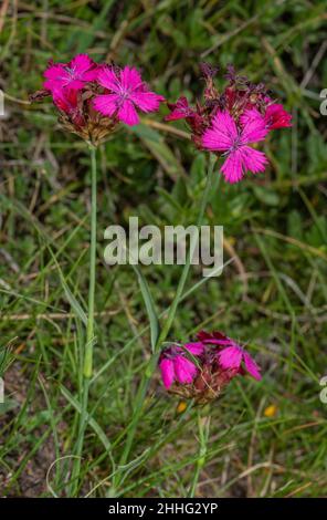 Carthusian Pink, Dianthus carthusianorum, in flower in the Swiss Alps. Stock Photo