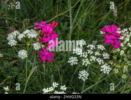 Carthusian Pink, Dianthus carthusianorum, in flower in the Swiss Alps. Stock Photo