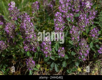 Large Thyme, Thymus pulegioides, in flower on rocky bank. Stock Photo