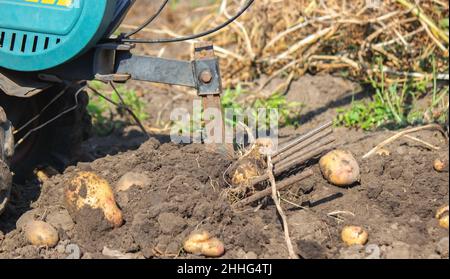 Organic vegetables. Farmers hands with freshly picked vegetables. Fresh bio potatoes. Stock Photo