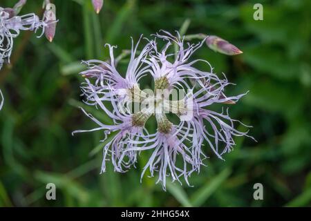 Fringed pink, Dianthus superbus in flower in the Alps. Stock Photo