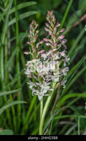 Short Spurred Fragrant Orchid , Gymnadenia odoratissima in flower on damp grassy bank, Swiss Alps. Stock Photo