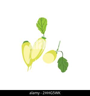 Long tubers of Japanese daikon radish with leaves Large Asian root vegetable with leaves Icon of fresh raw food. on a white background Stock Vector