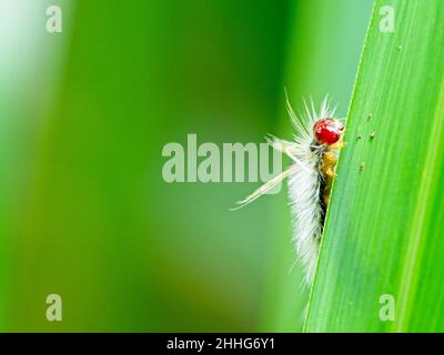 White Cedar Moth caterpillar .Leptocneria reducta Stock Photo - Alamy