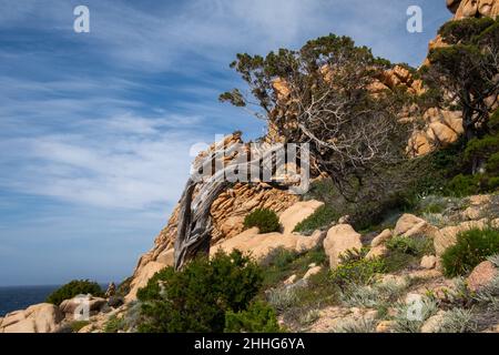 tree showing its resilience along a rugged Sardinian coast in Italy Stock Photo