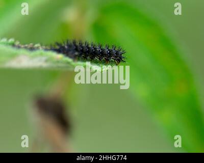 Closeup of a black caterpillar head balancing on end of leaf in Vilcabamba, Ecuador. Stock Photo
