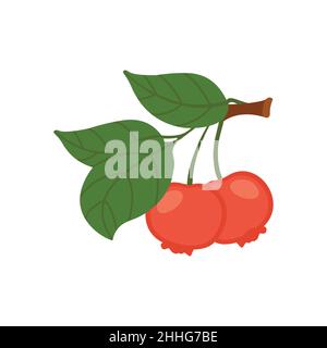 A flat cartoon illustration of a pomegranate branch. Isolated vector illustration on a white background. Stock Vector
