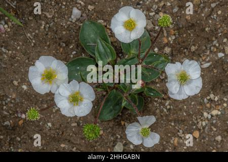 Parnassus-leaved Buttercup, Ranunculus parnassifolius, in flower in the Swiss Alps. Stock Photo