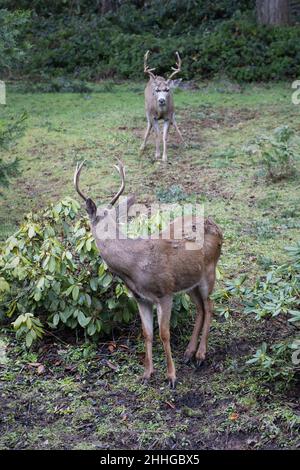 Two bucks with large antlers, looking at each other. Stock Photo