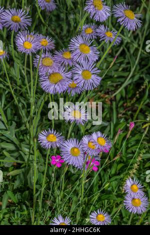 Alpine fleabane, Erigeron alpinus in flower; Italian Alps. Stock Photo