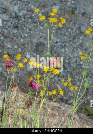 Three-veined Hare's Ear, Bupleurum ranunculoides, in flower in the Swiss Alps. Stock Photo