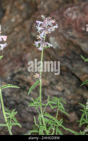 Lesser cat-mint, Nepeta nepetella in flower in the French Alps. Stock Photo