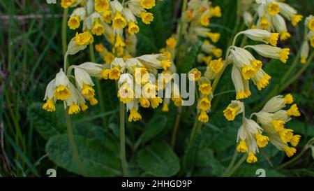 Several real cowslips grow in a meadow Stock Photo