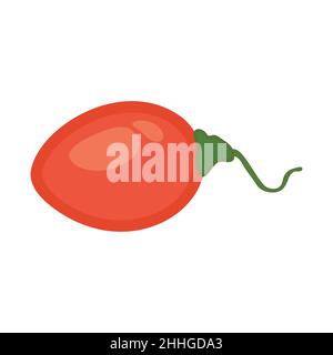 Tamarillo fruit vector illustration with a flat design Stock Vector