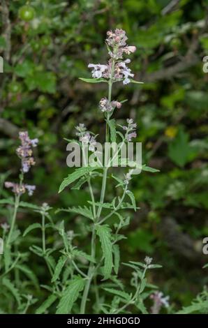 Lesser cat-mint, Nepeta nepetella in flower in the French Alps. Stock Photo