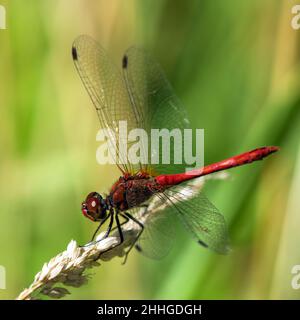 Ruddy darter red dragonfly in latin Sympetrum sanguineum Stock Photo