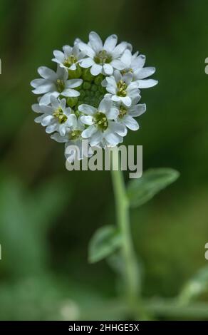 Hoary alyssum, Berteroa incana, in flower in the french Alps. Stock Photo